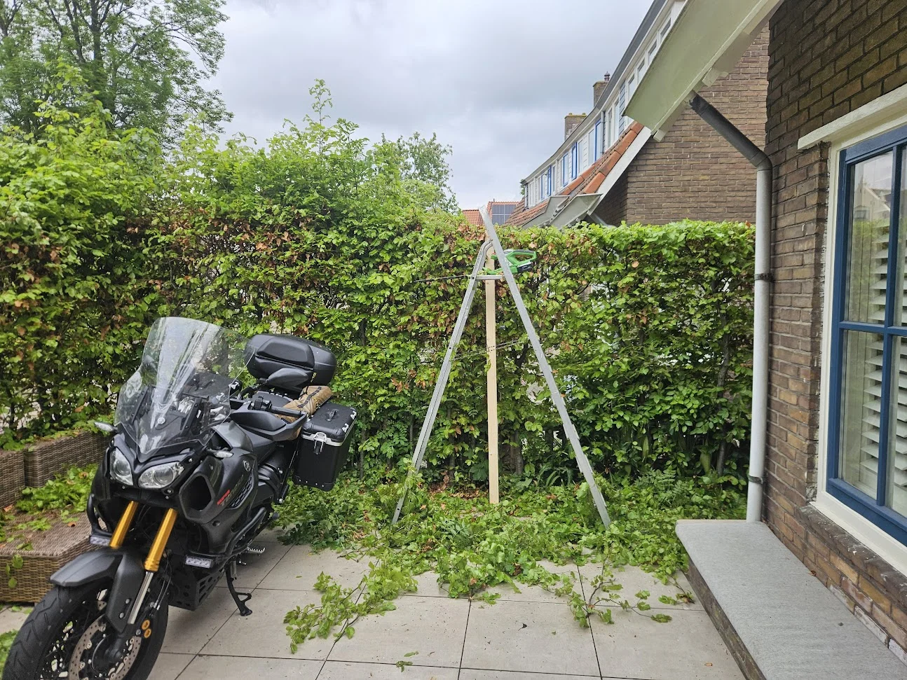 De gesnoeide heg.